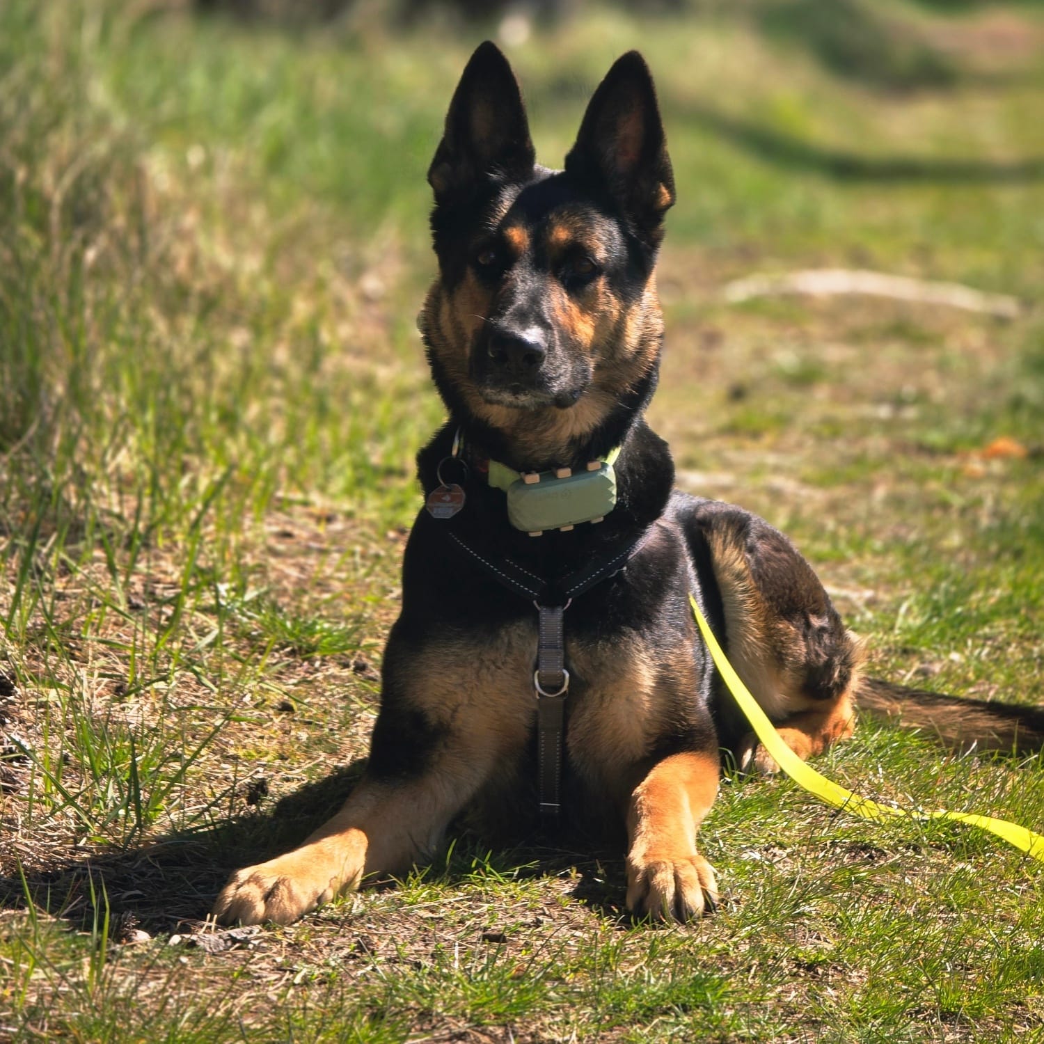 Schwarz-brauner Hund liegt aufmerksam im Gras