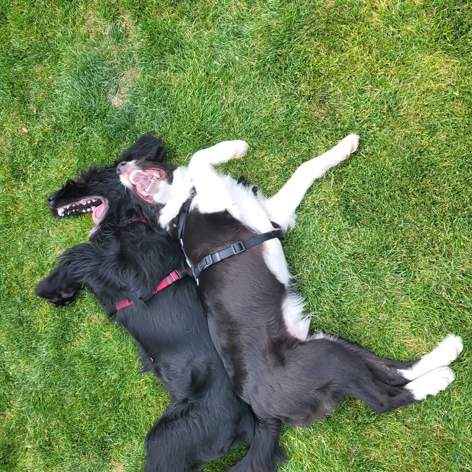 Zwei Hunde mit Geschirren liegen mit geöffneten Mäulern eng beieinander im Gras.