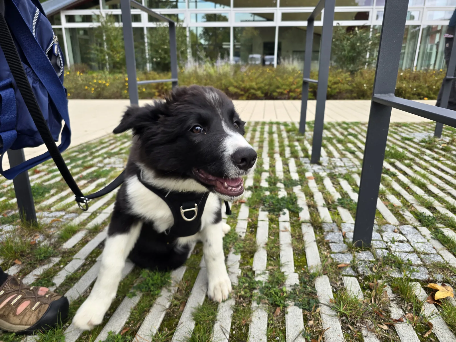 Schwarz-weißer junger Hund mit Geschirr sitzt auf Rasengittersteinen neben einem Stuhl.