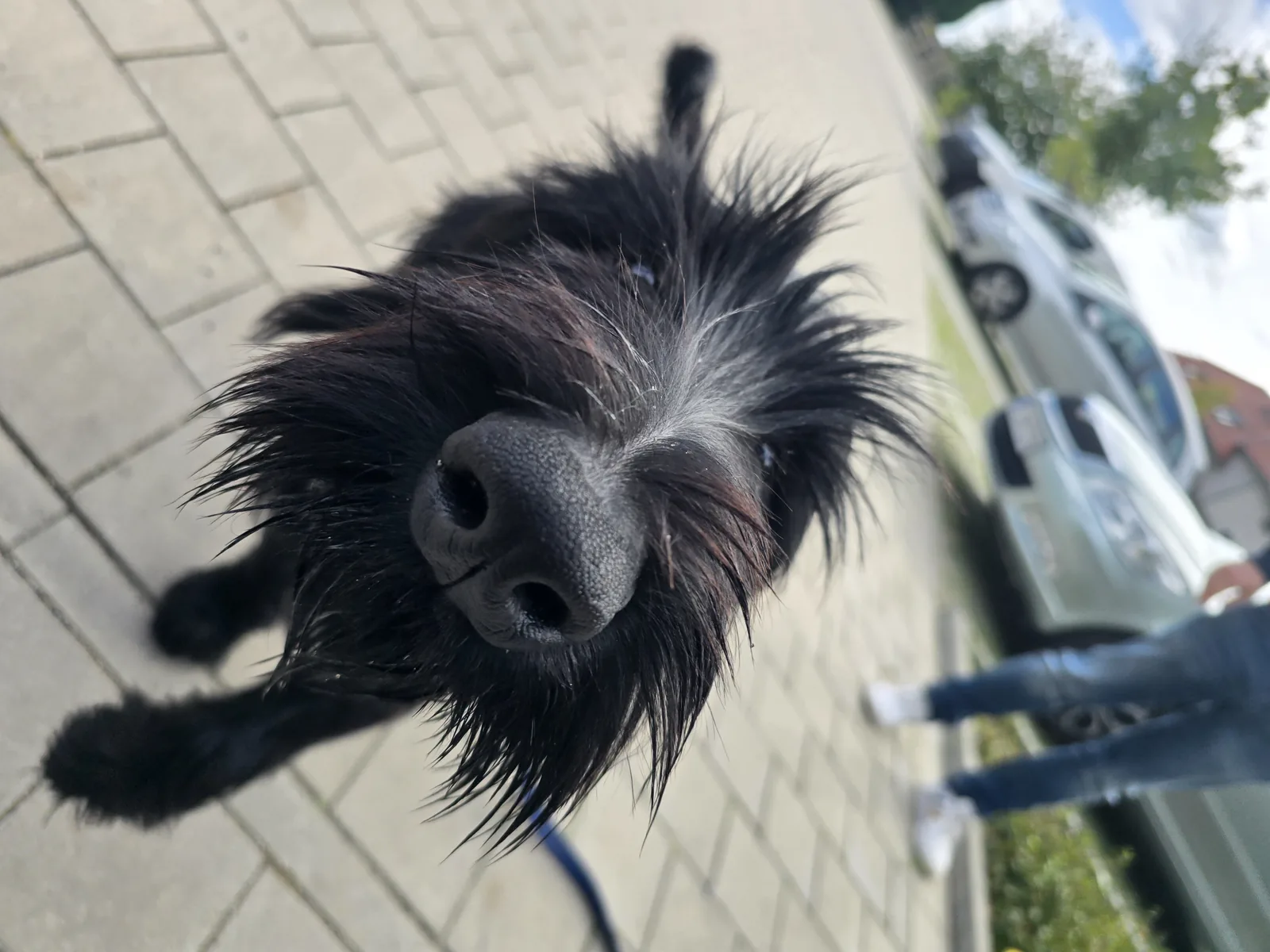 Nahaufnahme eines schwarzen rauhaarigen Hundes, der zur Kamera schaut.