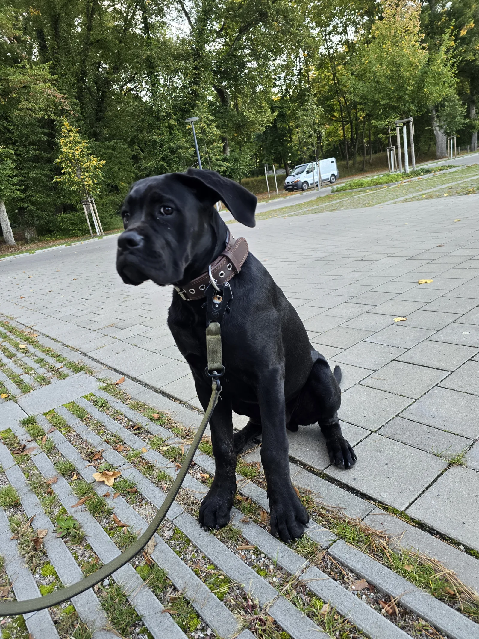 Schwarzer Hund sitzt angeleint auf einer gepflasterten Fläche vor Bäumen.