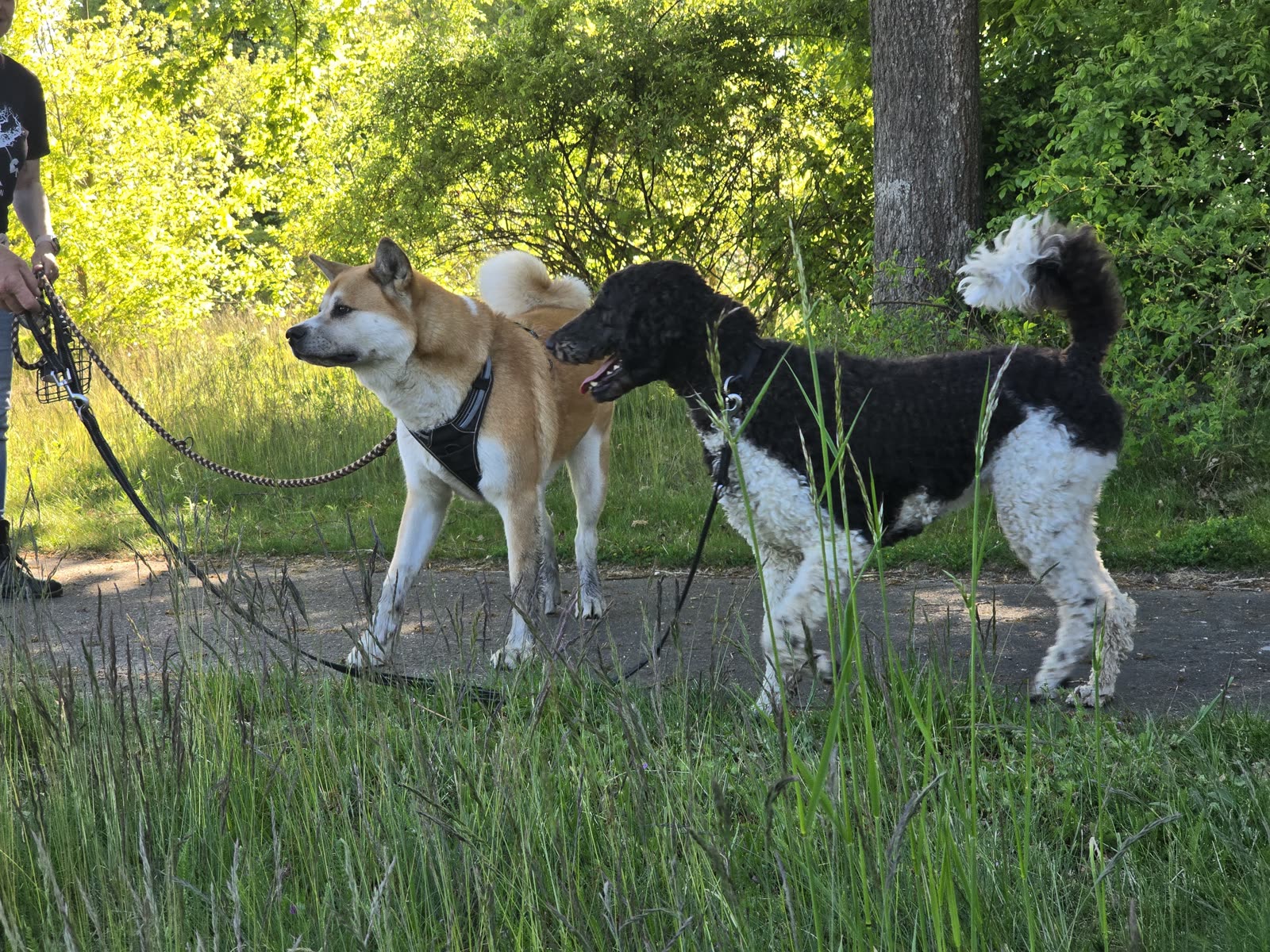 Zwei Hunde begegnen sich beim Training auf einem Weg im Grünen