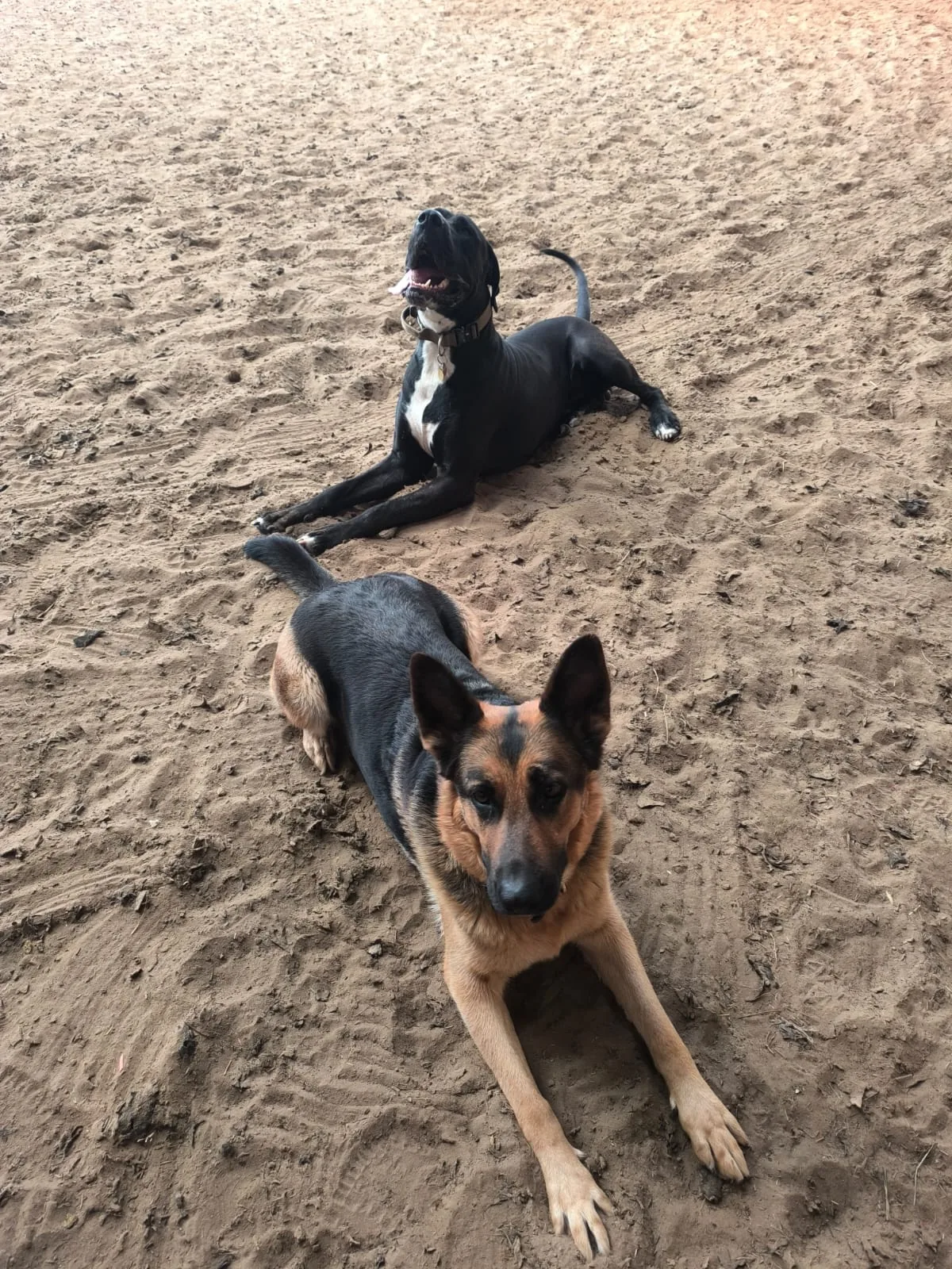 Ein schwarz-brauner und ein schwarzer Hund liegen hintereinander auf sandigem Boden.